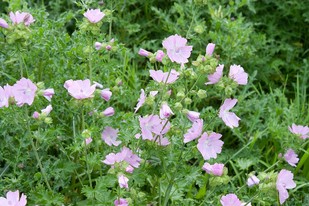 Muskuskaasjeskruid (Malva moschata 'Rosea') - Tuinplanten