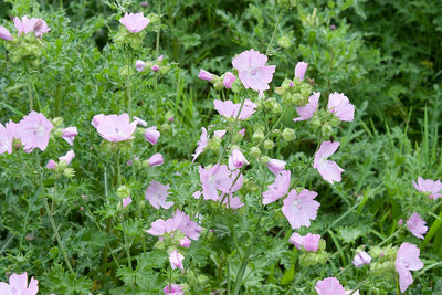 Mauve musquée (Malva moschata 'Rosea')