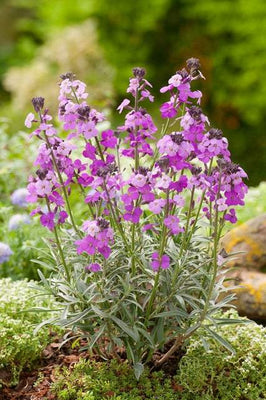 Giroflée (Erysimum 'Bowles Mauve')