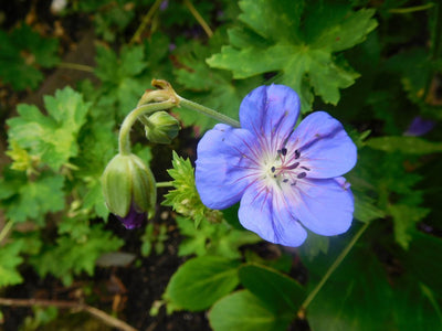 Géranium à bec de grue (Geranium 'Johnson's Blue')