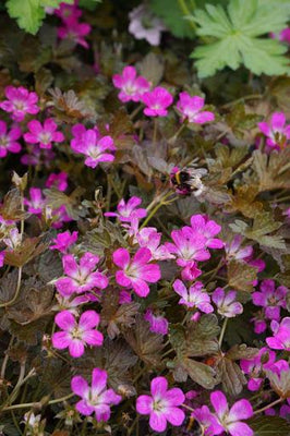 Géranium à bec de grue (Geranium 'Orkney Cherry')