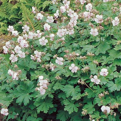 Géranium sanguin (Geranium cantabrigense 'Biokovo')