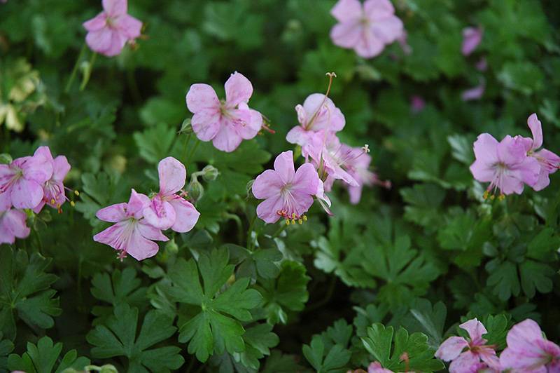 Ooievaarsbek (Geranium dalmaticum) - Tuinplanten