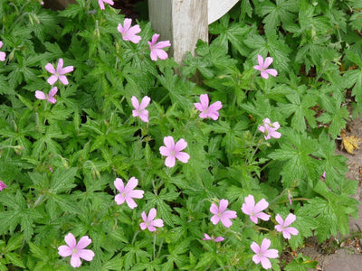 Géranium à bec de grue (Geranium endressii 'Wargrave Pink')