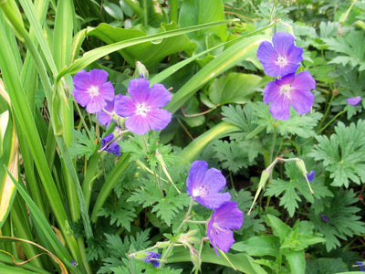 Géranium de l'Himalaya (Geranium himalayense)