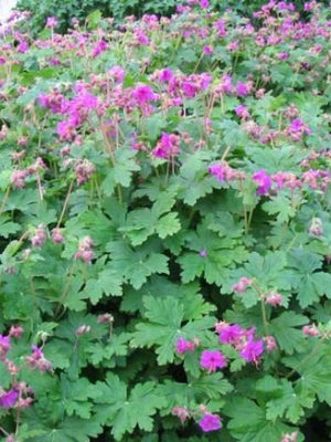 Géranium à feuilles de géranium (Geranium macr. 'Czakor')