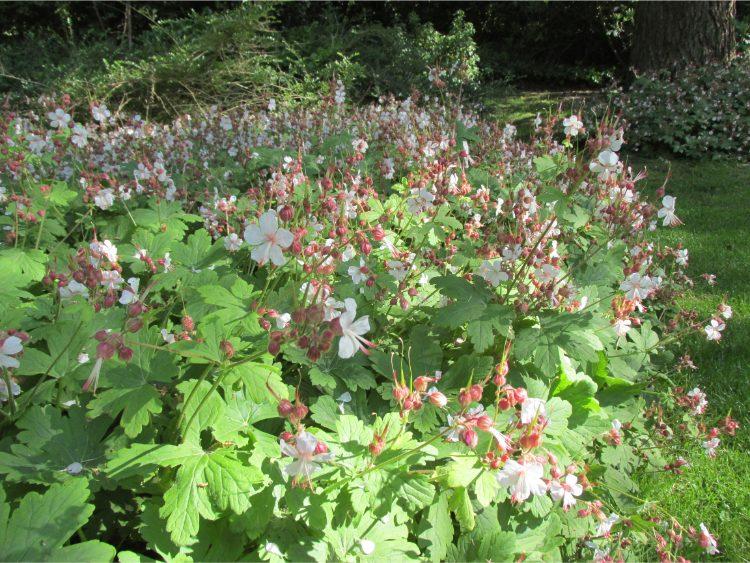 Ooievaarsbek (Geranium macr. 'Spessart') - Tuinplanten