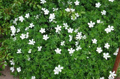 Géranium sanguin (Geranium sanguineum 'Album') 