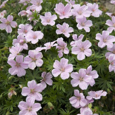 Géranium sanguin (Geranium sanguineum 'Vision®Pink')