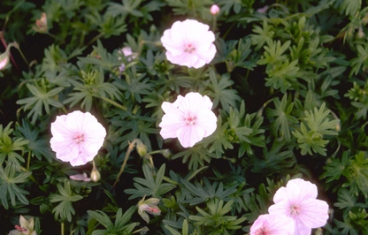 Ooievaarsbek (Geranium sanguineum var. striatum) - Tuinplanten