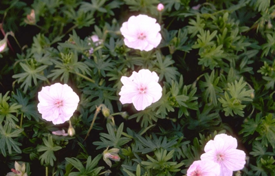 Géranium sanguin (Geranium sanguineum var. striatum)