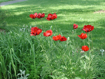 Pavot d'Orient (Papaver orientale 'Brilliant')