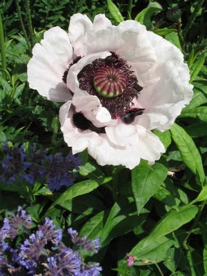 Pavot d'Orient (Papaver orientale 'Perry's White')