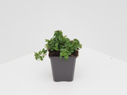 Marjolein (Origanum vulgare) - Tuinplanten