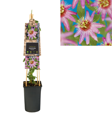 Plante grimpante Passiflora Anastasia (fleur de la passion)