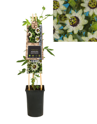 Passiflora Beauty of Hannover (fleur de la passion), plante grimpante