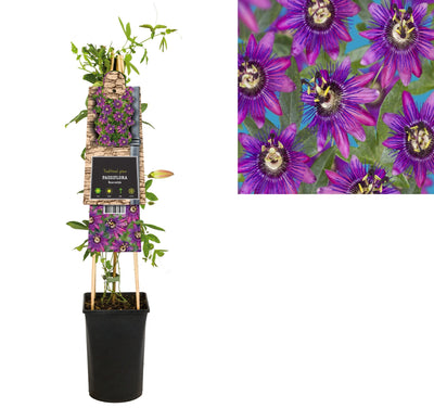 Plante grimpante Passiflora Beervelde (passiflore)