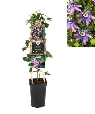 Plante grimpante Passiflora Betty Miles Young (fleur de la passion)