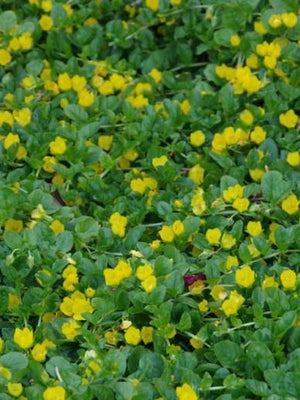 Raifort (Lysimachia num. 'Aurea Goldilocks')