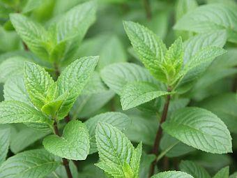Menthe poivrée (Mentha x piperita)