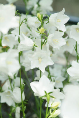 Campanule à feuilles de pêcher (Campanula persicifolia 'Alba')