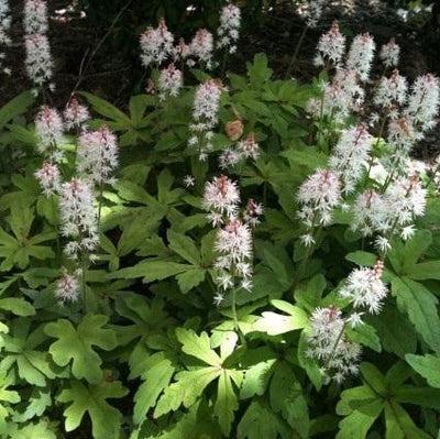 Bonnet persan (Tiarella cordifolia)