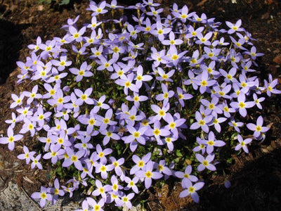 Starlette de porcelaine (Houstonia caer. 'Millard's Variety')