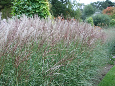 Magnifique barbue (Miscanthus sin. 