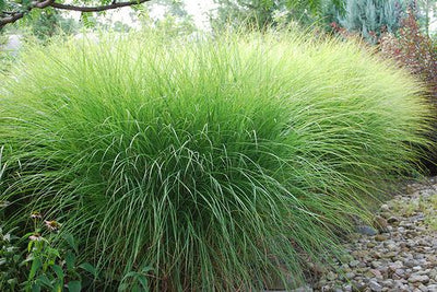 Barbue magnifique (Miscanthus sinensis 'Gracillimus')