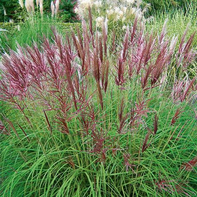 Red Chief (Miscanthus sinensis 'Red Chief')