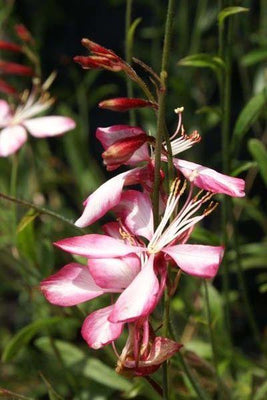 Belle bougie (Gaura lindheimeri 'Émotions d'été')