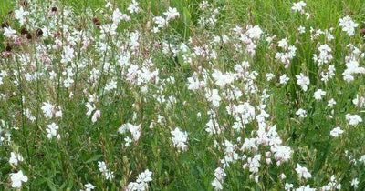 Belle bougie (Gaura lindheimeri 'Papillon tournoyant')