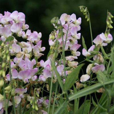 Pois de senteur (Lathyrus latifolius 'Pink Pearl')