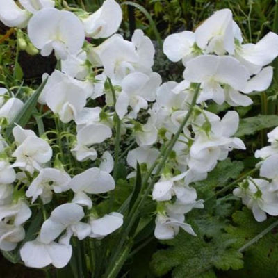 Pois de senteur (Lathyrus latifolius 'White Pearl')
