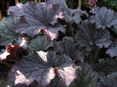 Heuchères (Heuchera 'Black Pearl')