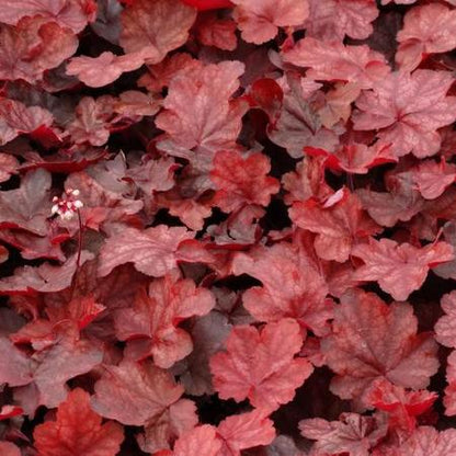Purperklokje (Heuchera 'Fire Chief') - Tuinplanten