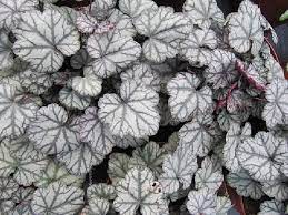 Purperklokje (Heuchera 'Jade Gloss') - Tuinplanten