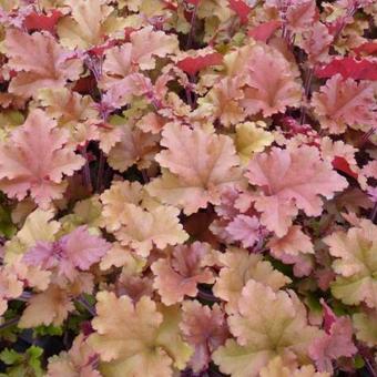 Cloches de corail (Heuchera 'Marmelade')