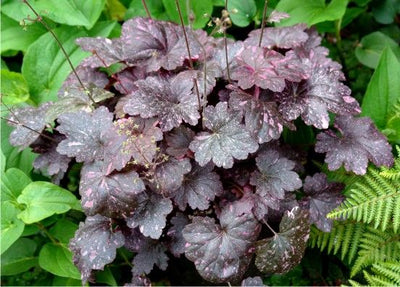 Heuchère 'Midnight Rose' (Heuchera 'Midnight Rose')