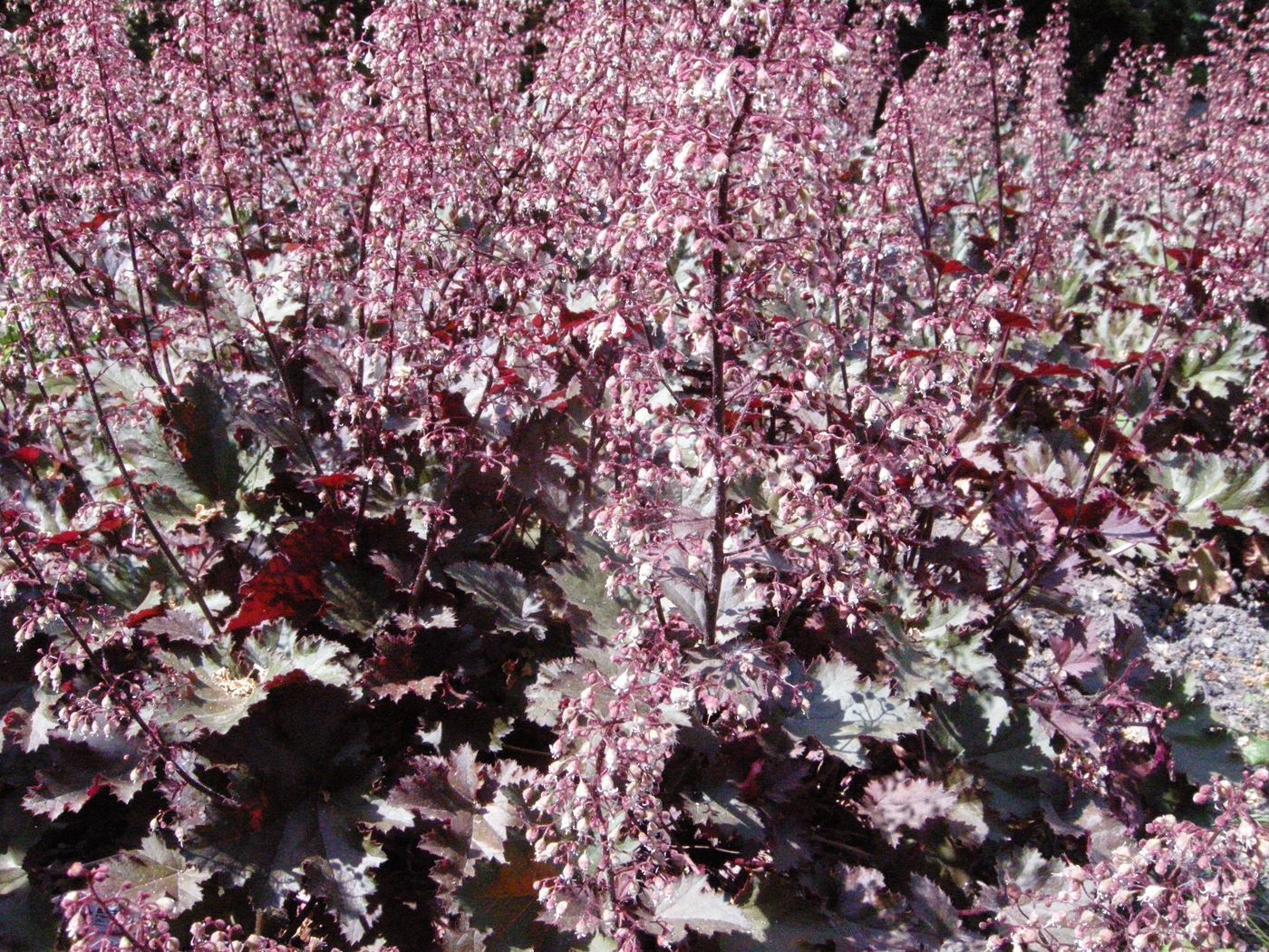 Purperklokje (Heuchera micrantha 'Palace Purple') - Tuinplanten
