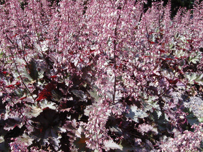 Purperklokje (Heuchera micrantha 'Palace Purple') - Tuinplanten