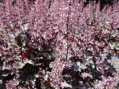 Clochette pourpre (Heuchera micrantha 'Palace Purple')