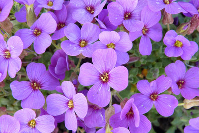 Aubrieta 'Hamburger Stadtpark' (Fleur à franges)