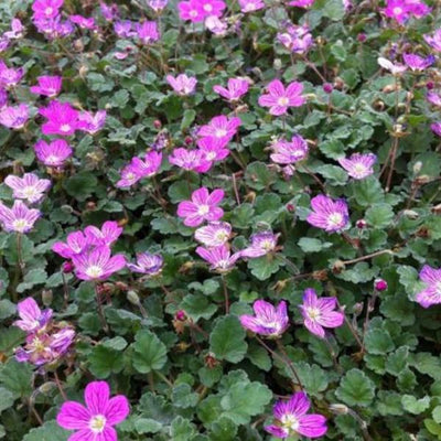 Bec du héron (Erodium reichardii 'Bischop's Form')