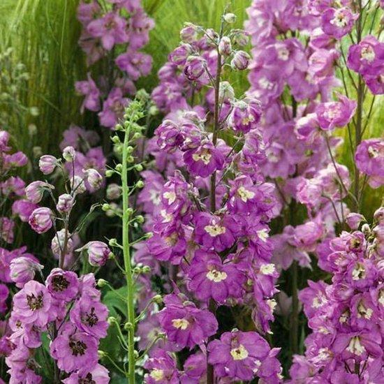 Ridderspoor (Delphinium (P) 'Astolat') - Tuinplanten