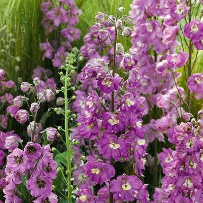 Pied d'alouette (Delphinium (P) 'Astolat')