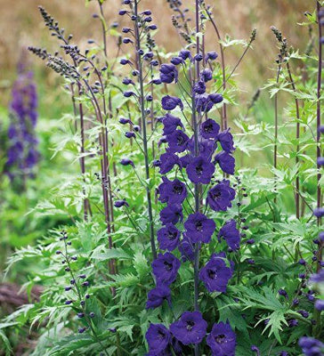 Pied-d'alouette (Delphinium (P) 'Chevalier noir')