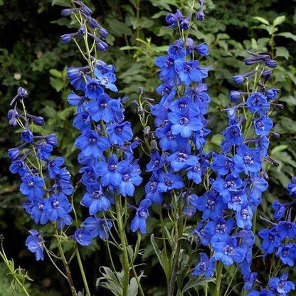 Ridderspoor (Delphinium (P) 'Blue Bird') - Tuinplanten