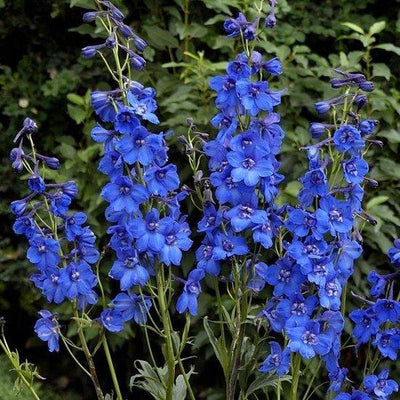 Pied-d'alouette (Delphinium (P) 'Blue Bird')
