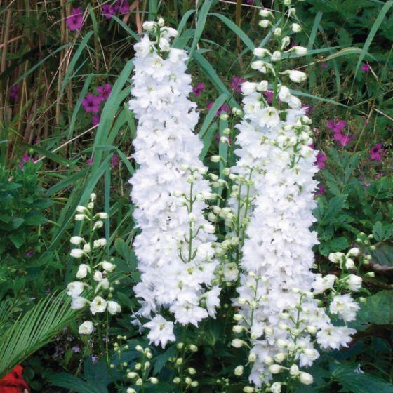 Ridderspoor (Delphinium (P) 'Galahad') - Tuinplanten